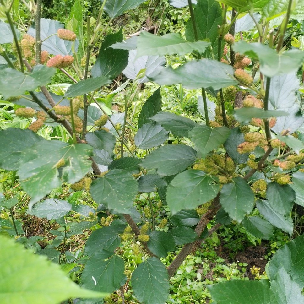 主播封面